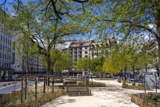 Genève veut planter 50'000 arbres en cinq ans (image d'illustration). KEYSTONE/MARTIAL TREZZINI